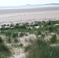 Ross Links Dunes, Northumberland